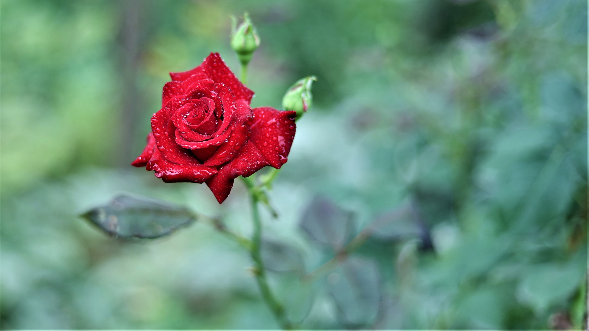 8R3A4081.JPG