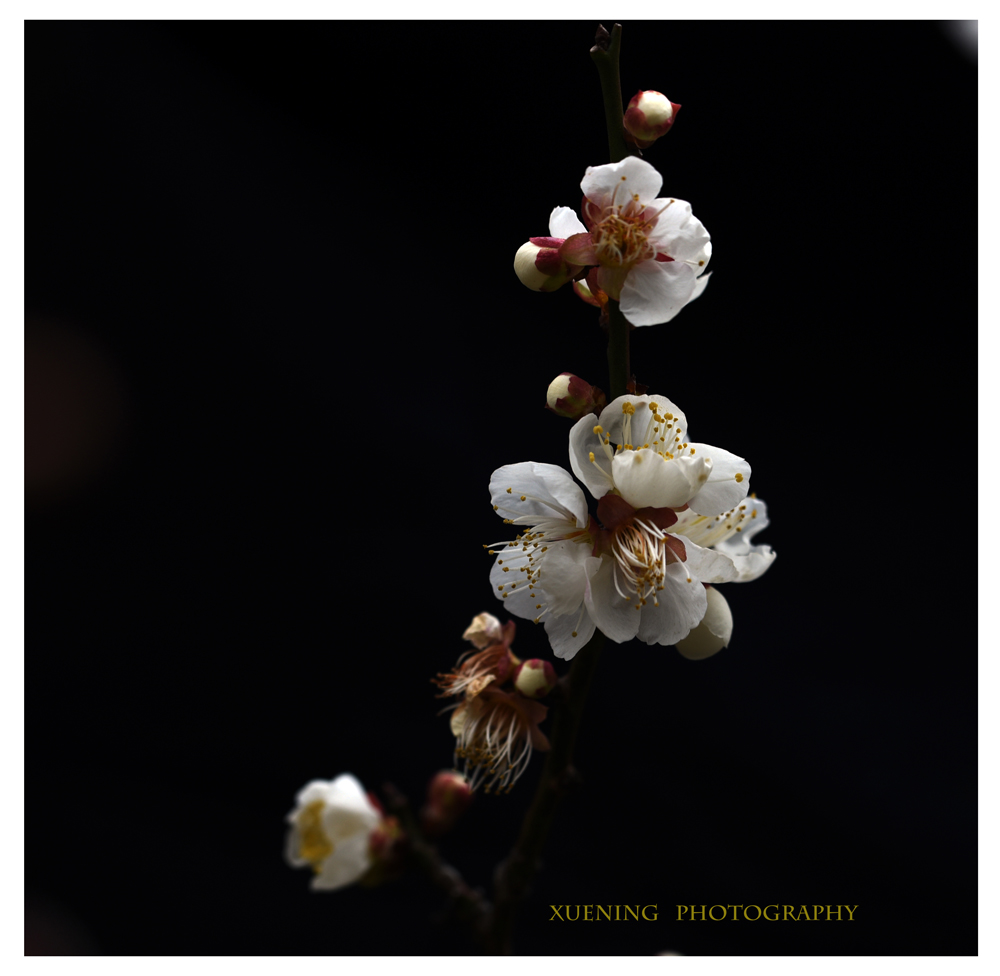 DSC_9907.JPG