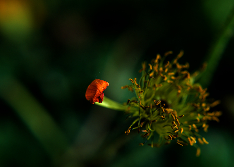 LZJ_9580.jpg