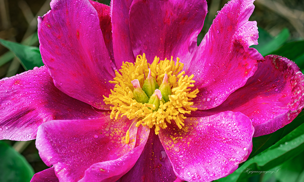 芍药花