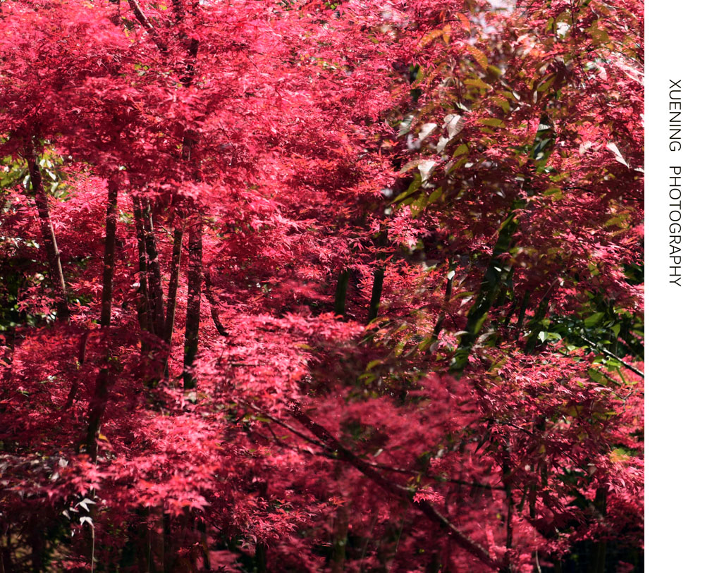 DSC_0508.JPG