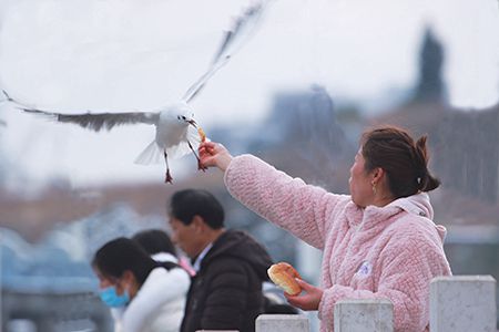 冬天，海鸥又回来了！