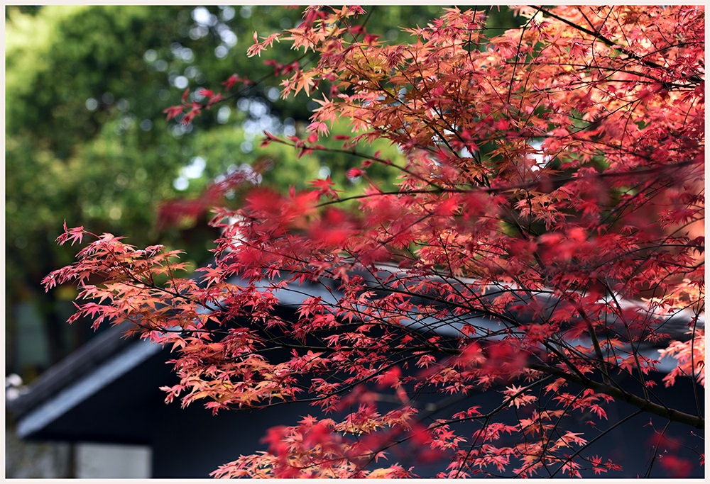 DSC_4290.jpg