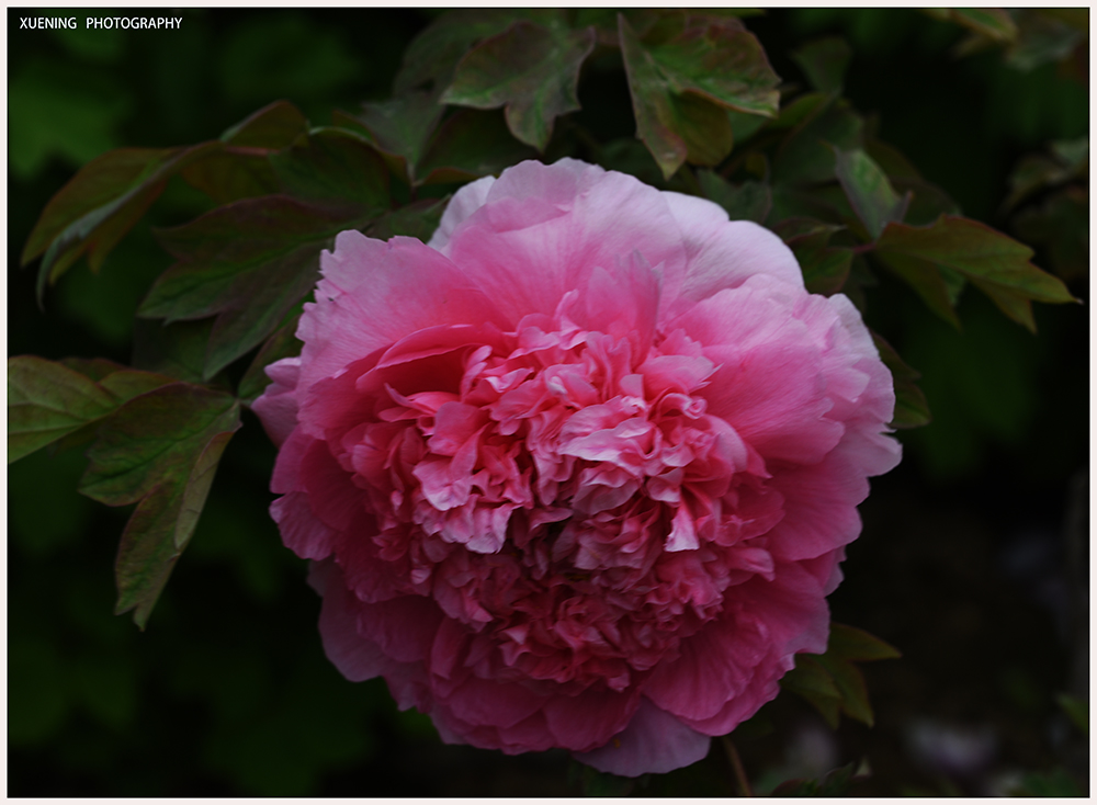 DSC_6390.JPG