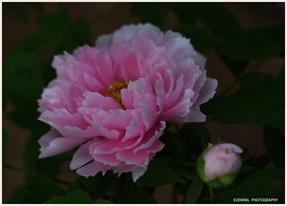 DSC_6418.JPG