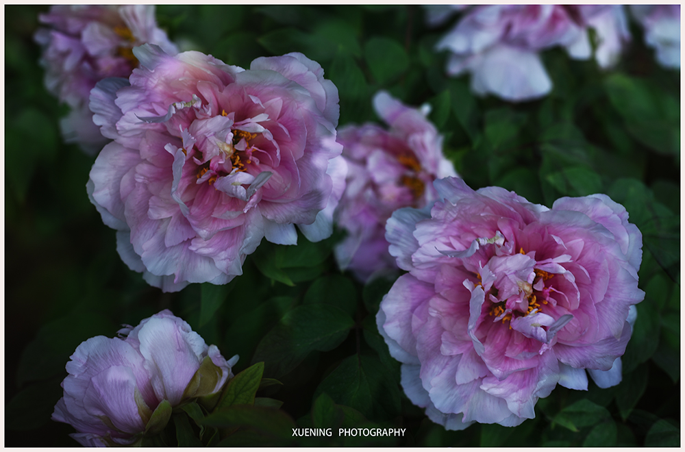 DSC_7017.JPG