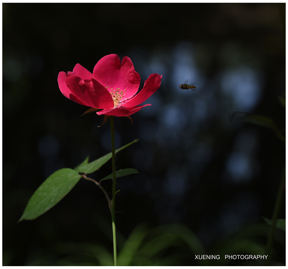 DSC_7309 拷贝 2.jpg