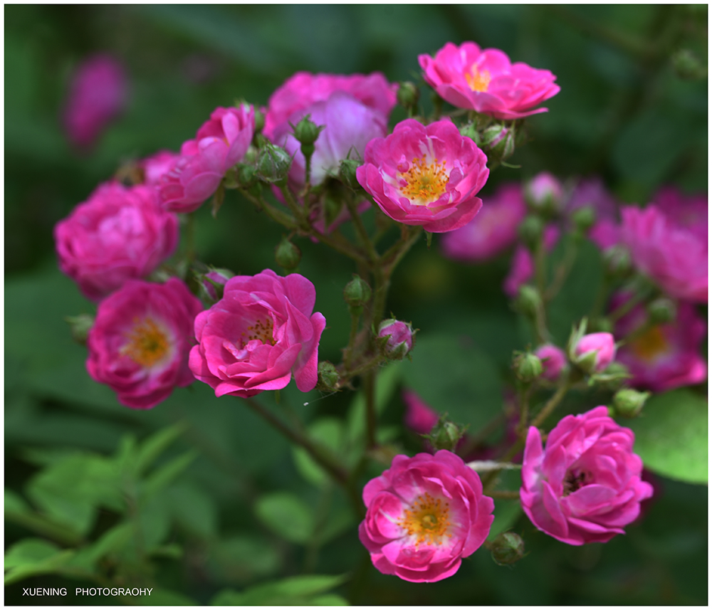 DSC_7312 拷贝 2.jpg