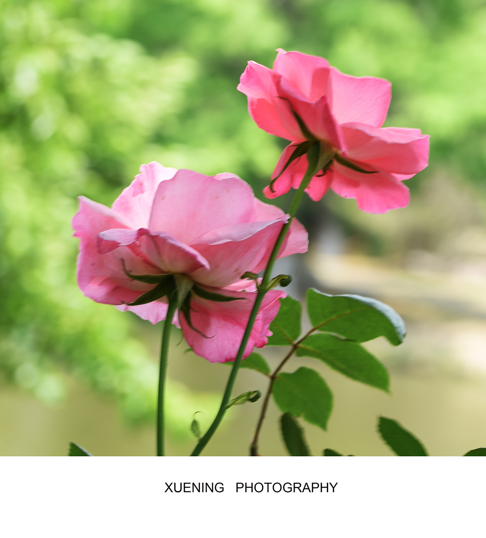 DSC_7332 拷贝 2.jpg