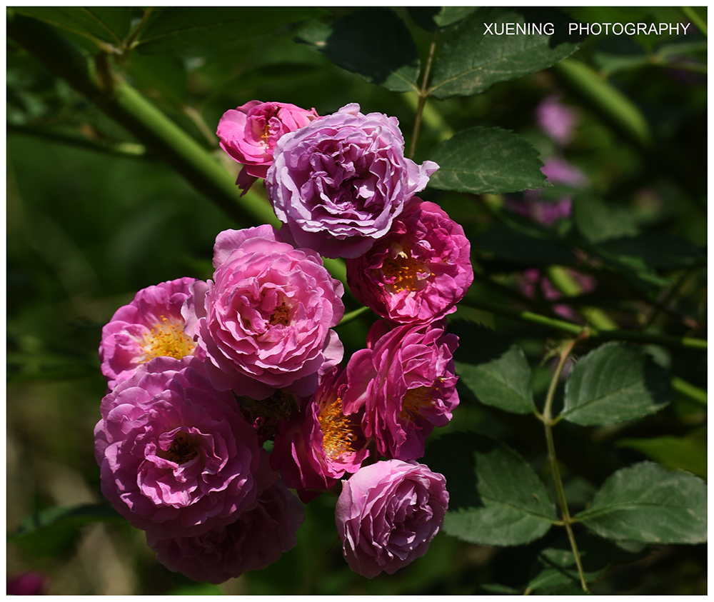 DSC_7322 拷贝 2.jpg