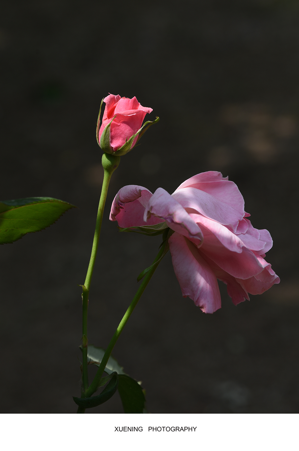 DSC_7336 拷贝 2.jpg