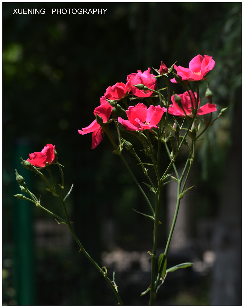 DSC_7340 拷贝 2.jpg