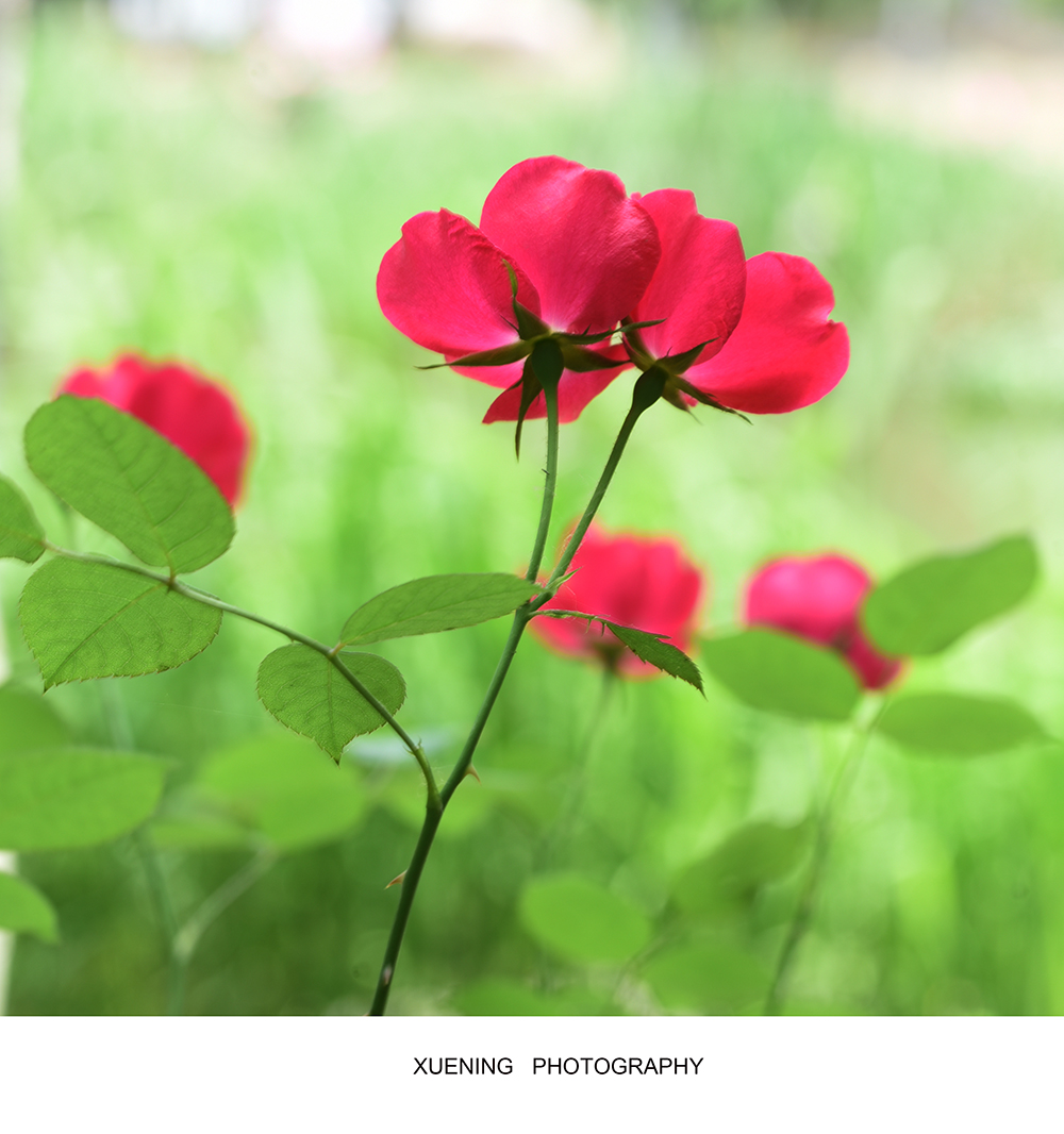 DSC_7339 拷贝 2.jpg