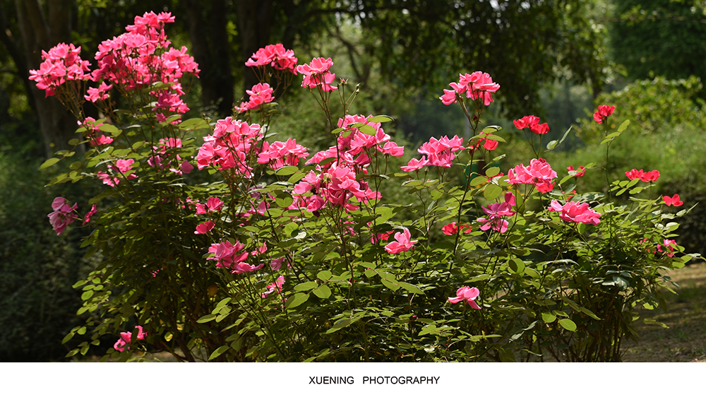 DSC_7349 拷贝 2.jpg