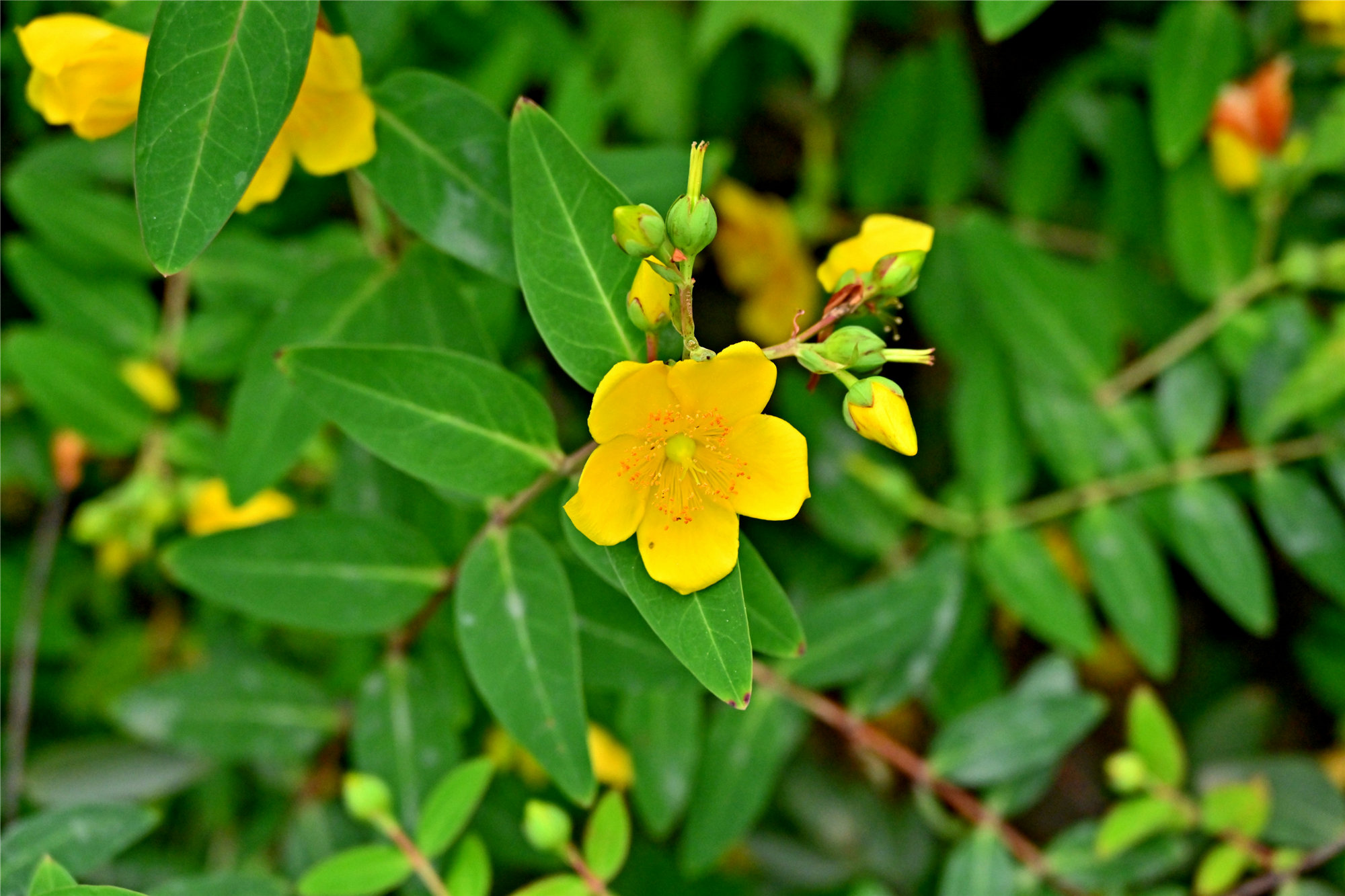 DSC_1447_副本_副本.jpg