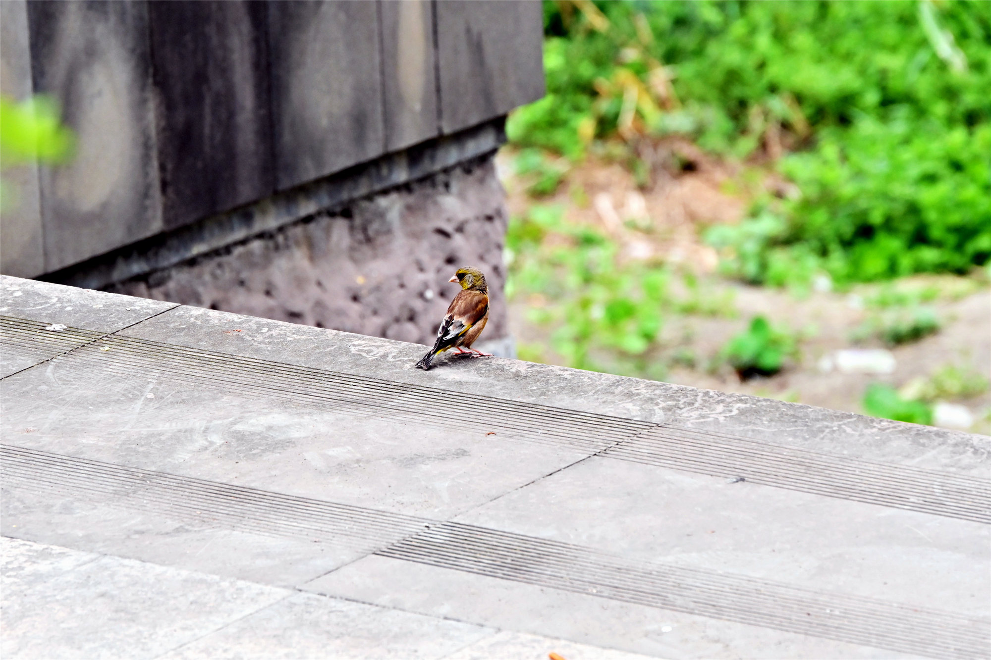 DSC_1395_副本_副本.jpg