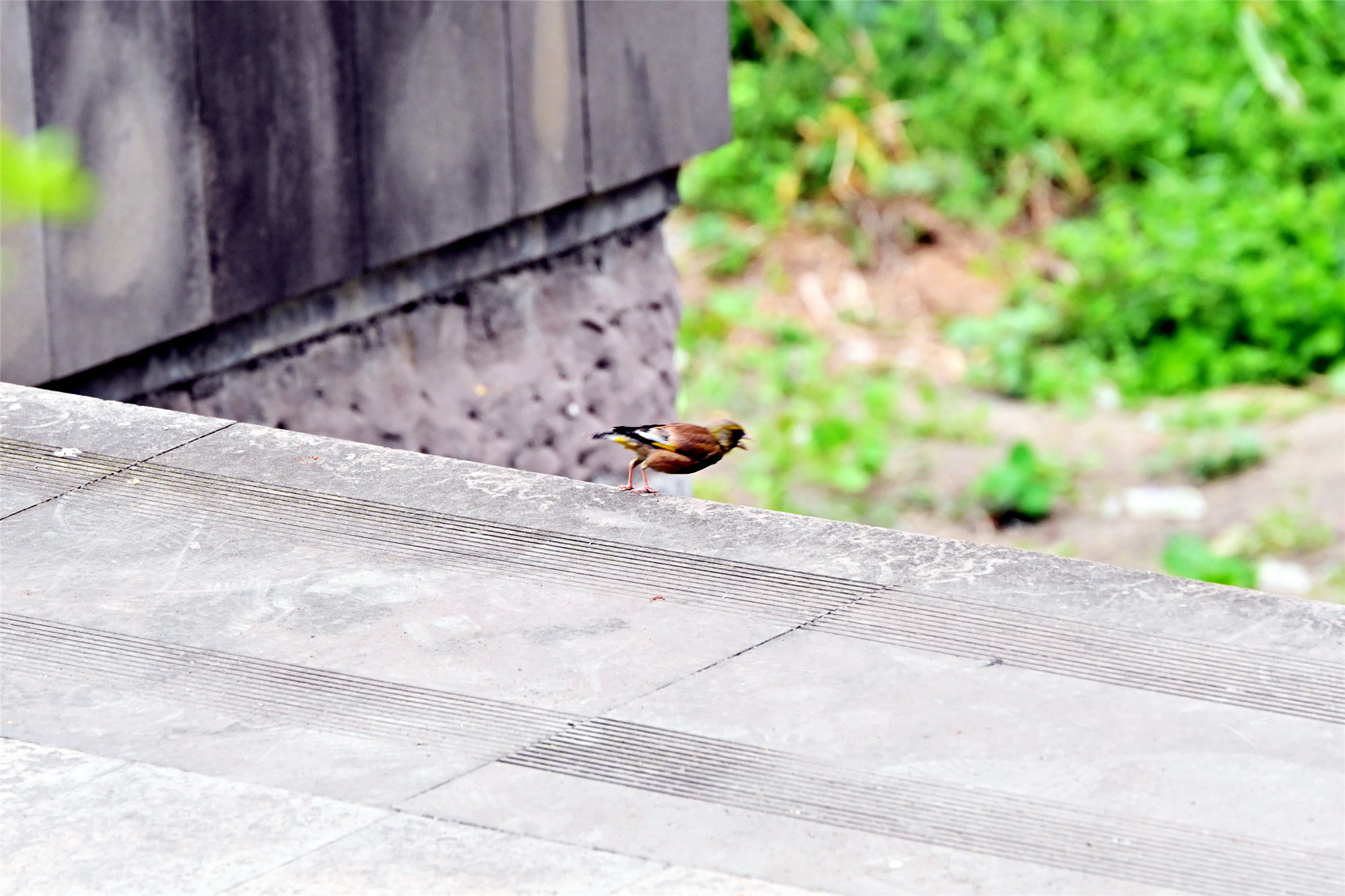 DSC_1396_副本_副本.jpg