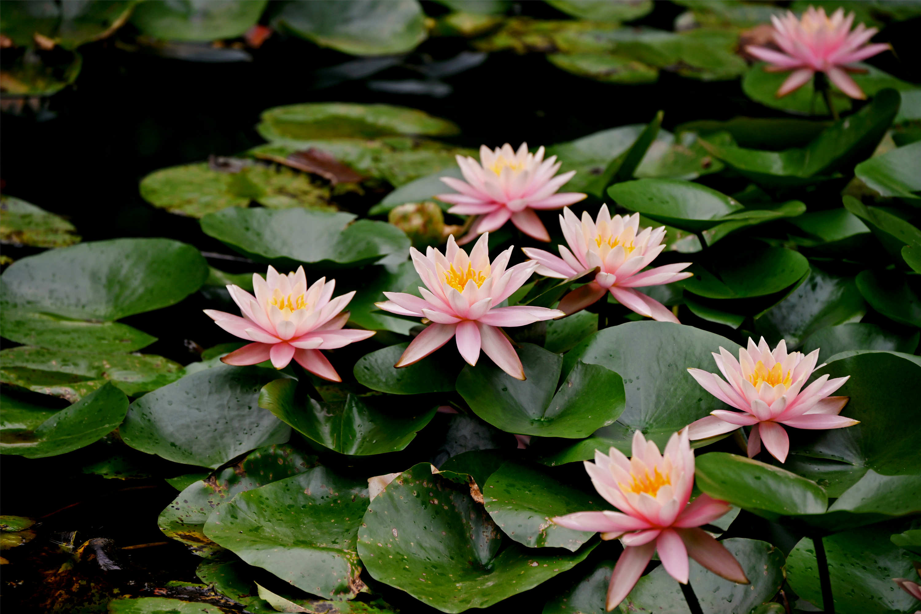 DSC_1834_副本.jpg