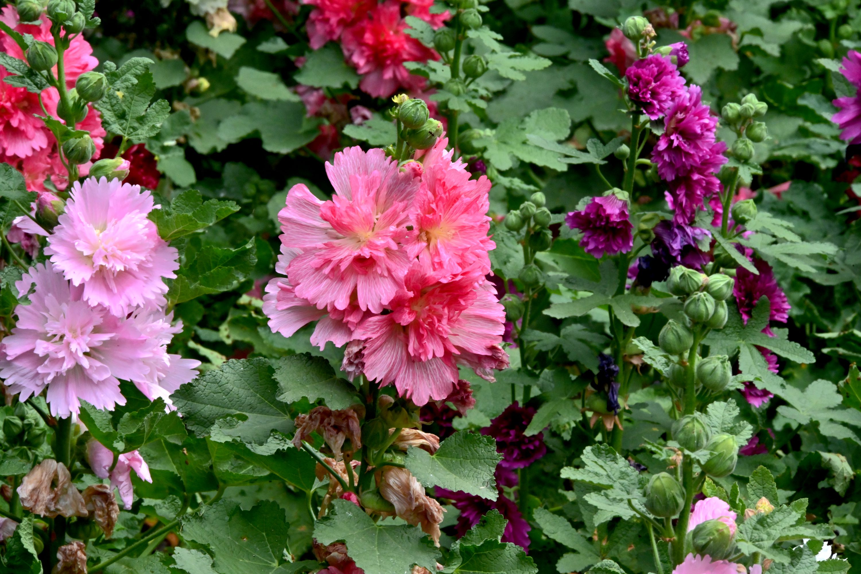 DSC_1645_副本.jpg