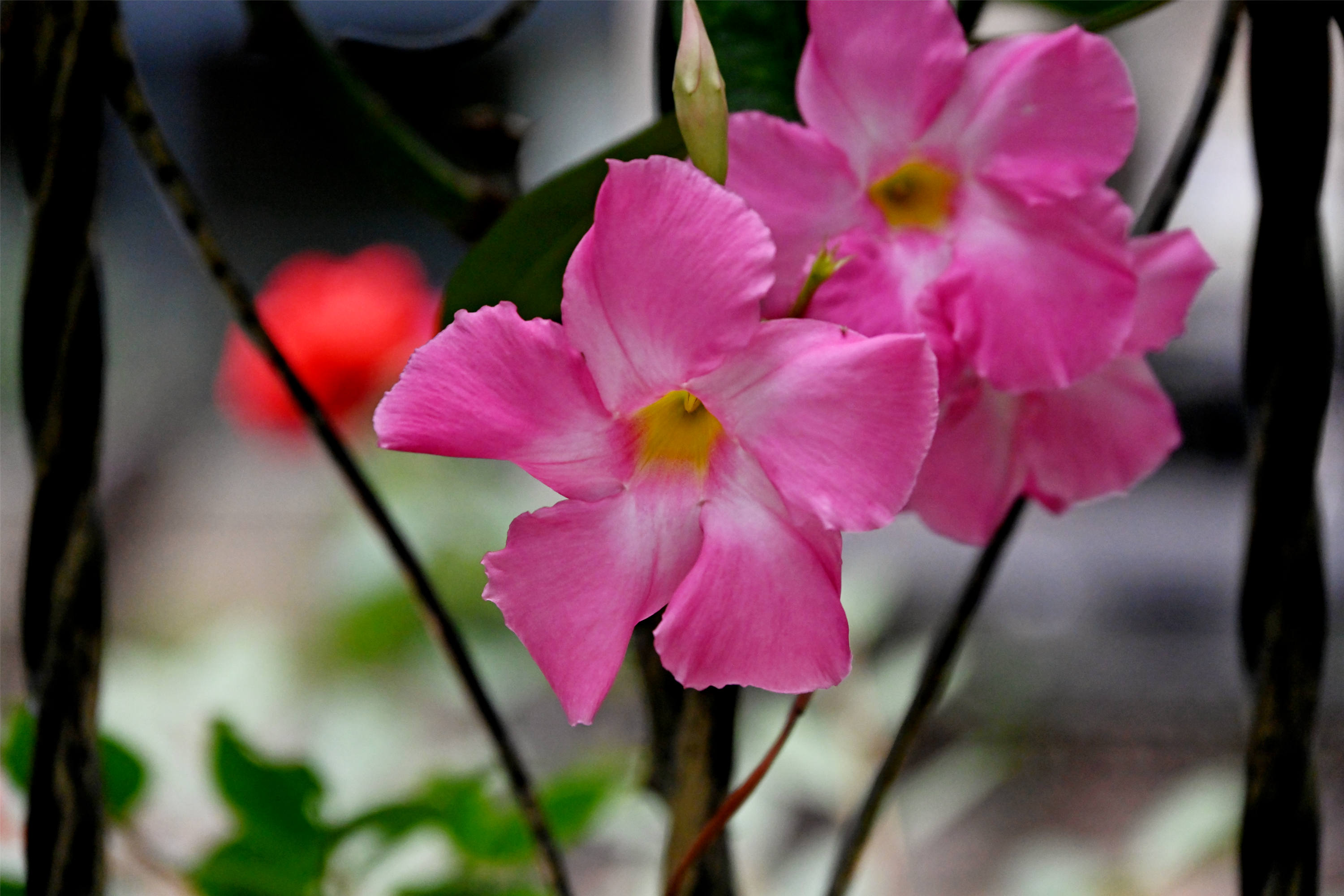 DSC_1861_副本.jpg