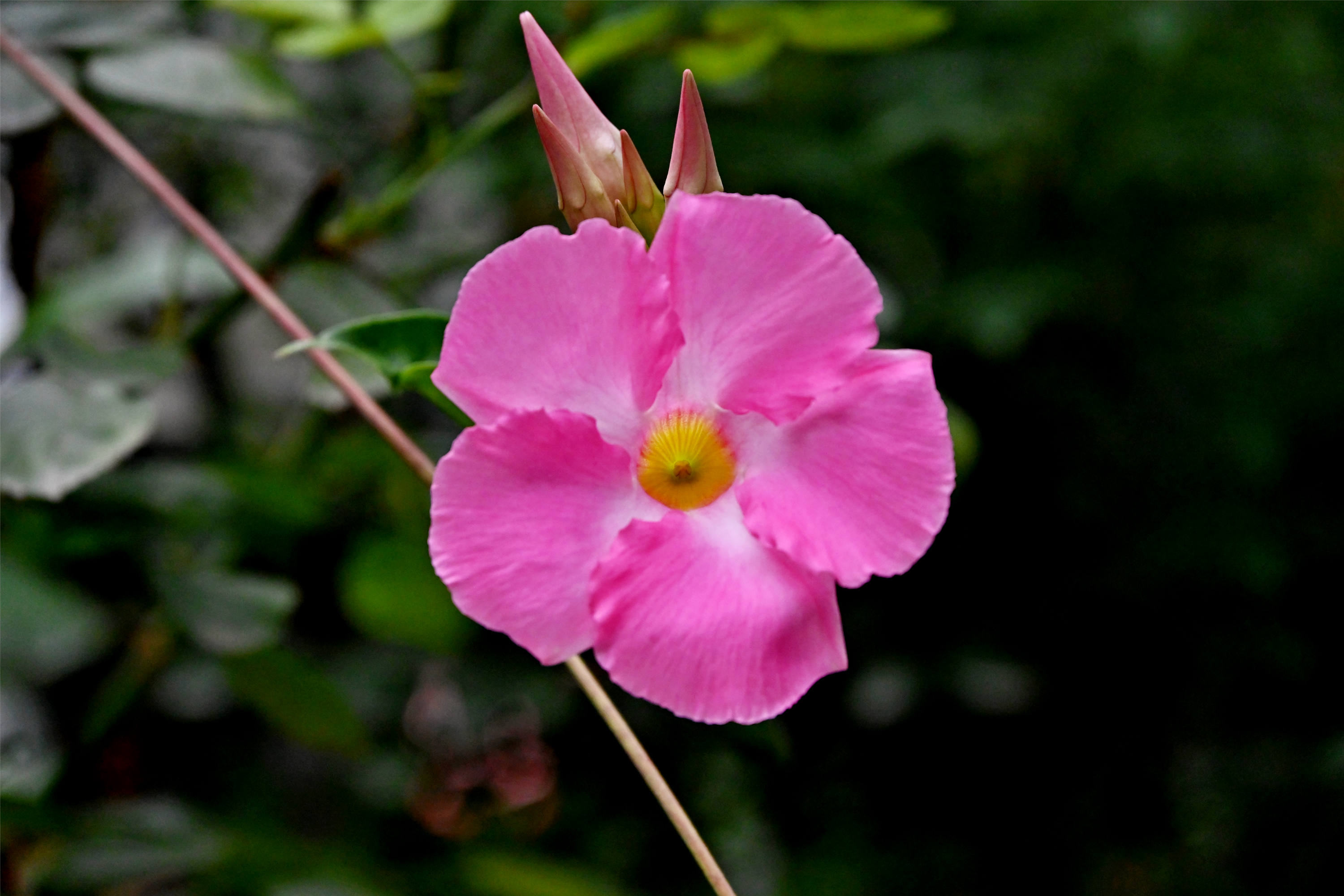 DSC_1862_副本.jpg