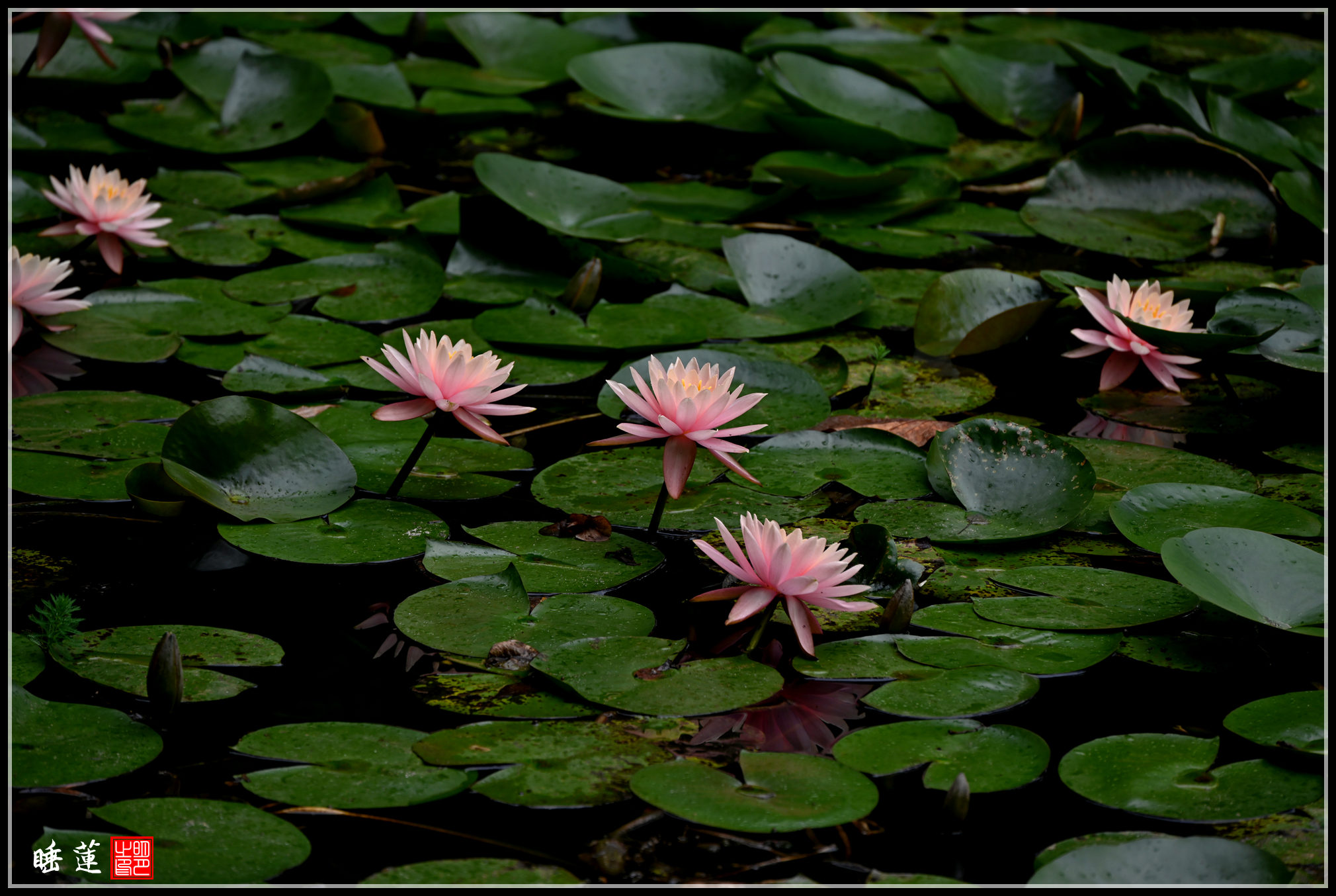 DSC_1830_副本.jpg