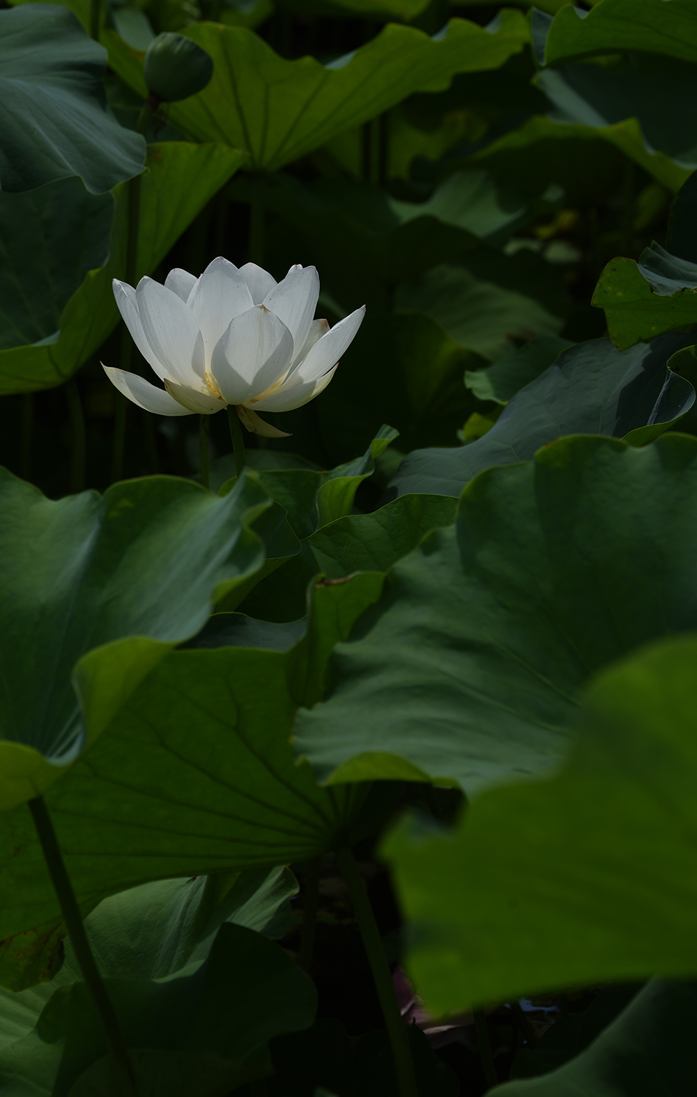 DSC_0319 拷贝 2.jpg