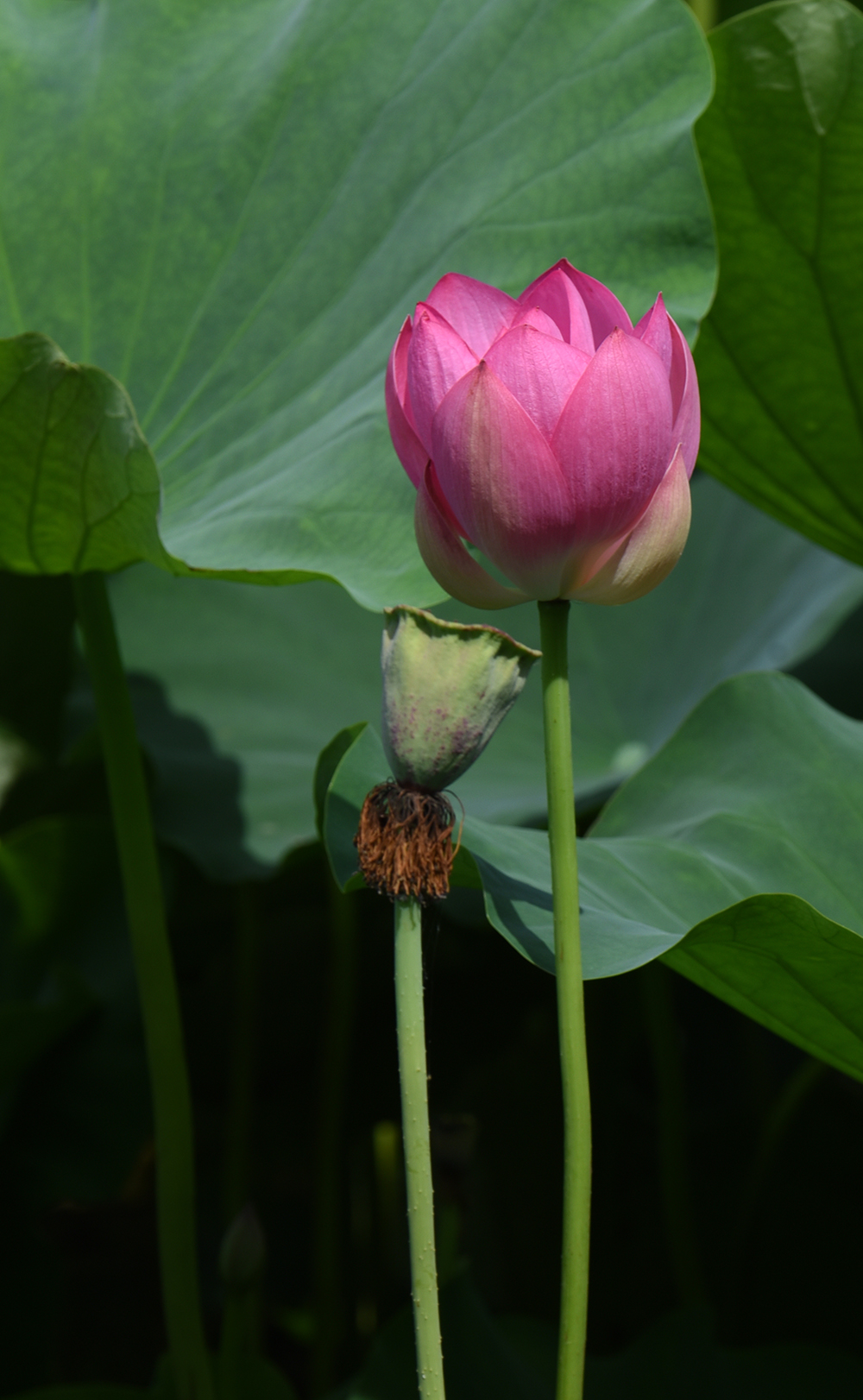 DSC_0402 拷贝 2.jpg