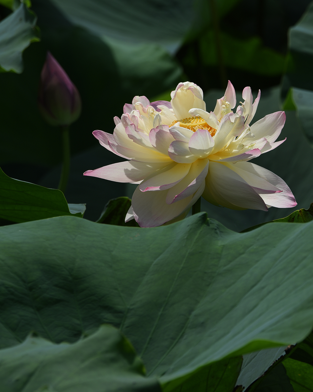 DSC_0418 拷贝 2.jpg