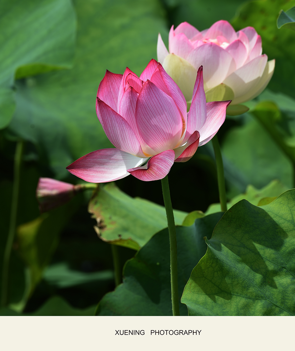 DSC_0437 拷贝 2.jpg