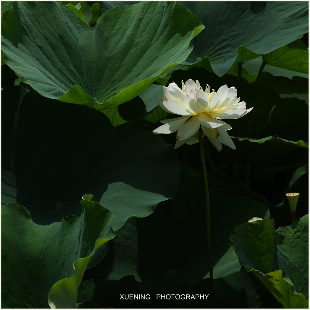 DSC_0431 拷贝 2.jpg