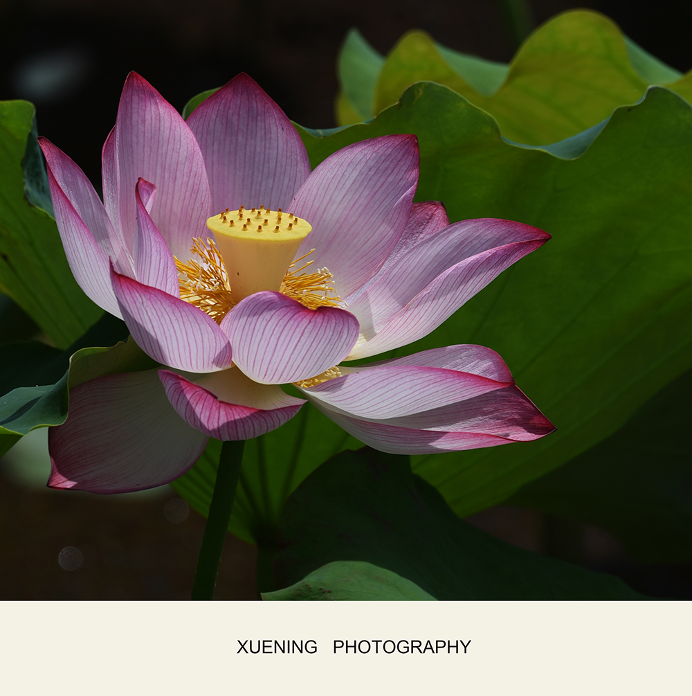 DSC_0439 拷贝 2.jpg