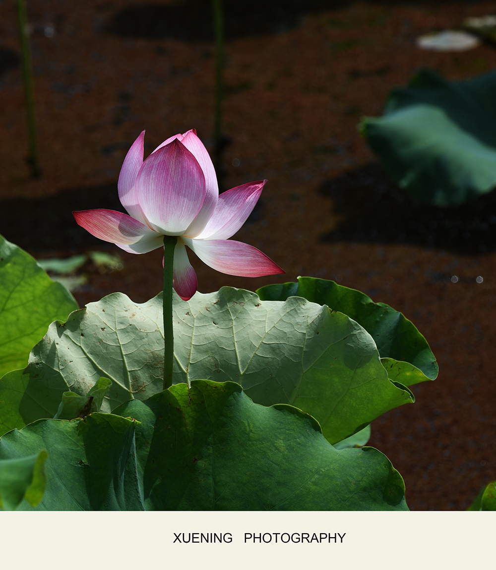 DSC_0443 拷贝 2.jpg