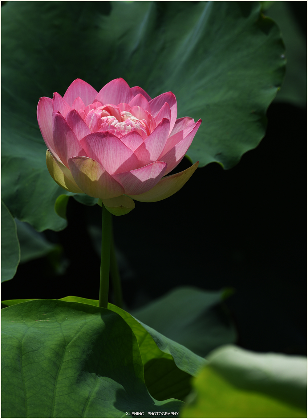DSC_0420 拷贝 3.jpg