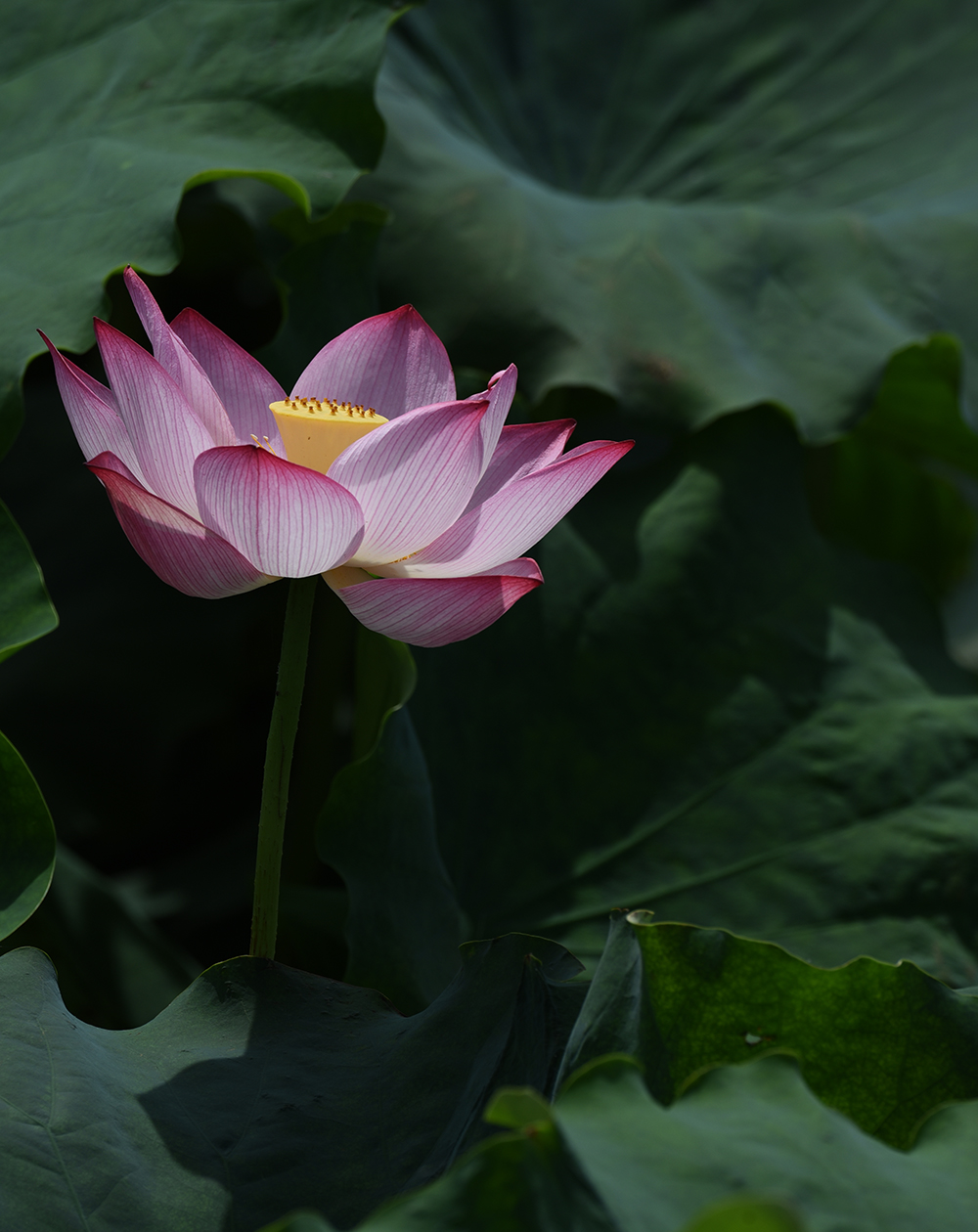 DSC_0422 拷贝 2.jpg