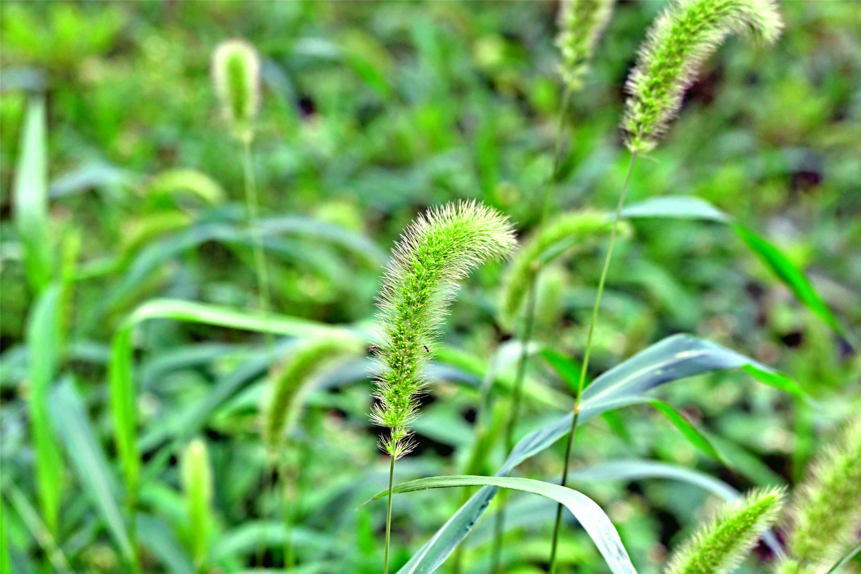 DSC_1601_副本.jpg