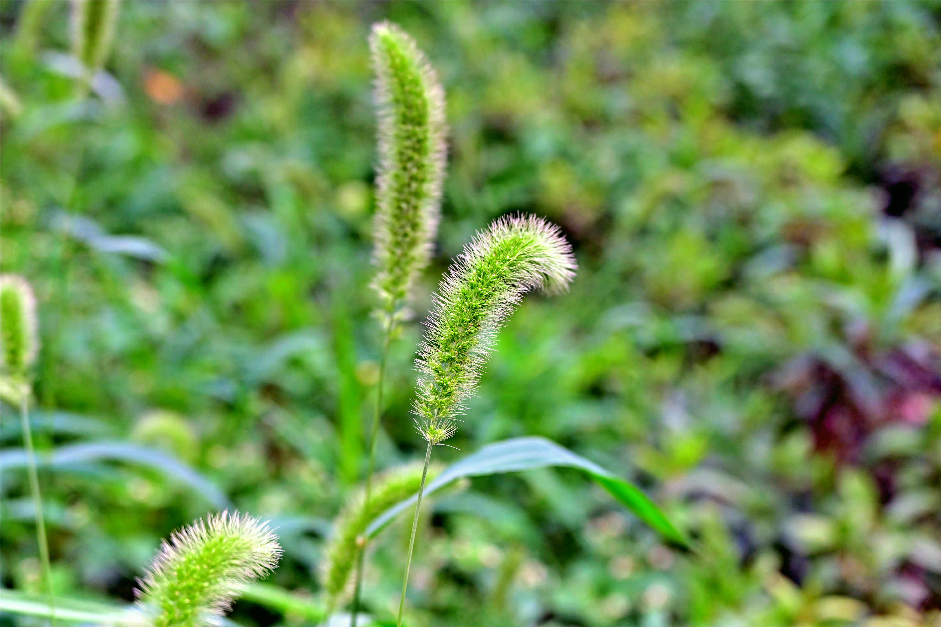 DSC_1602_副本.jpg