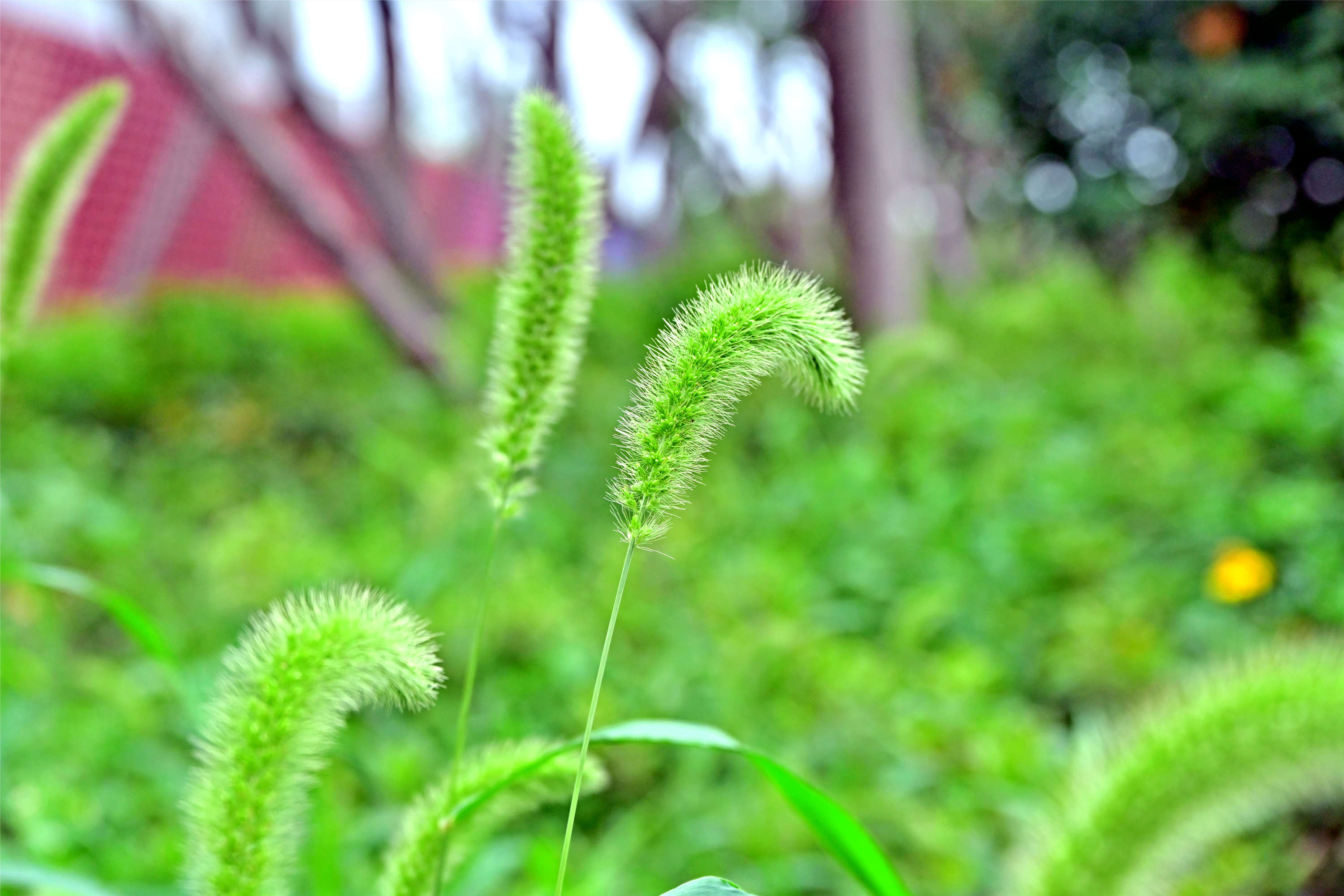 DSC_1600_副本.jpg