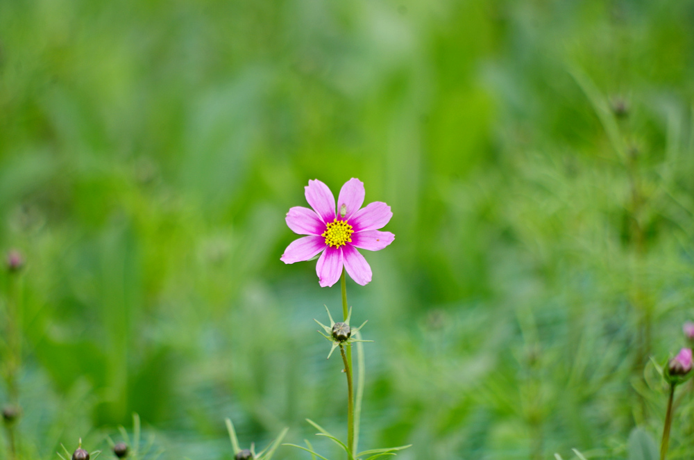 IMGP6508_副本.jpg