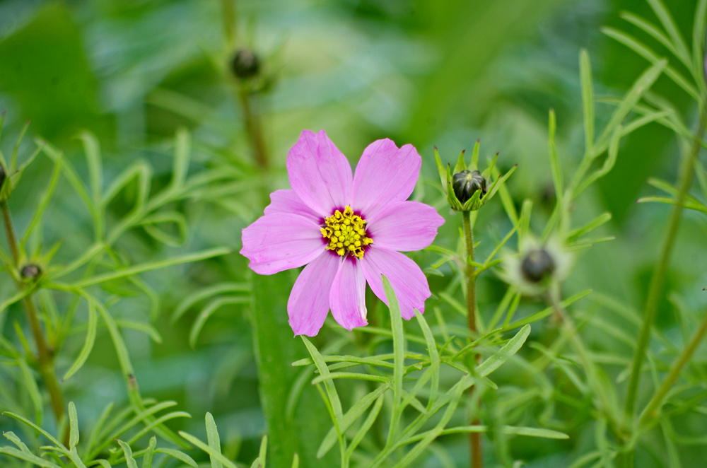 IMGP6512_副本.jpg