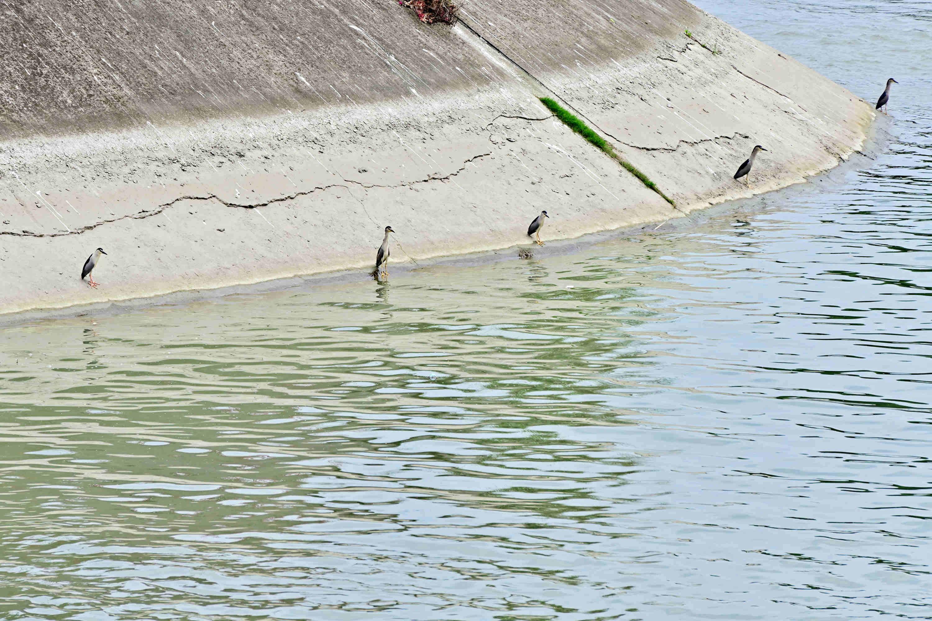 DSC_1578_副本.jpg