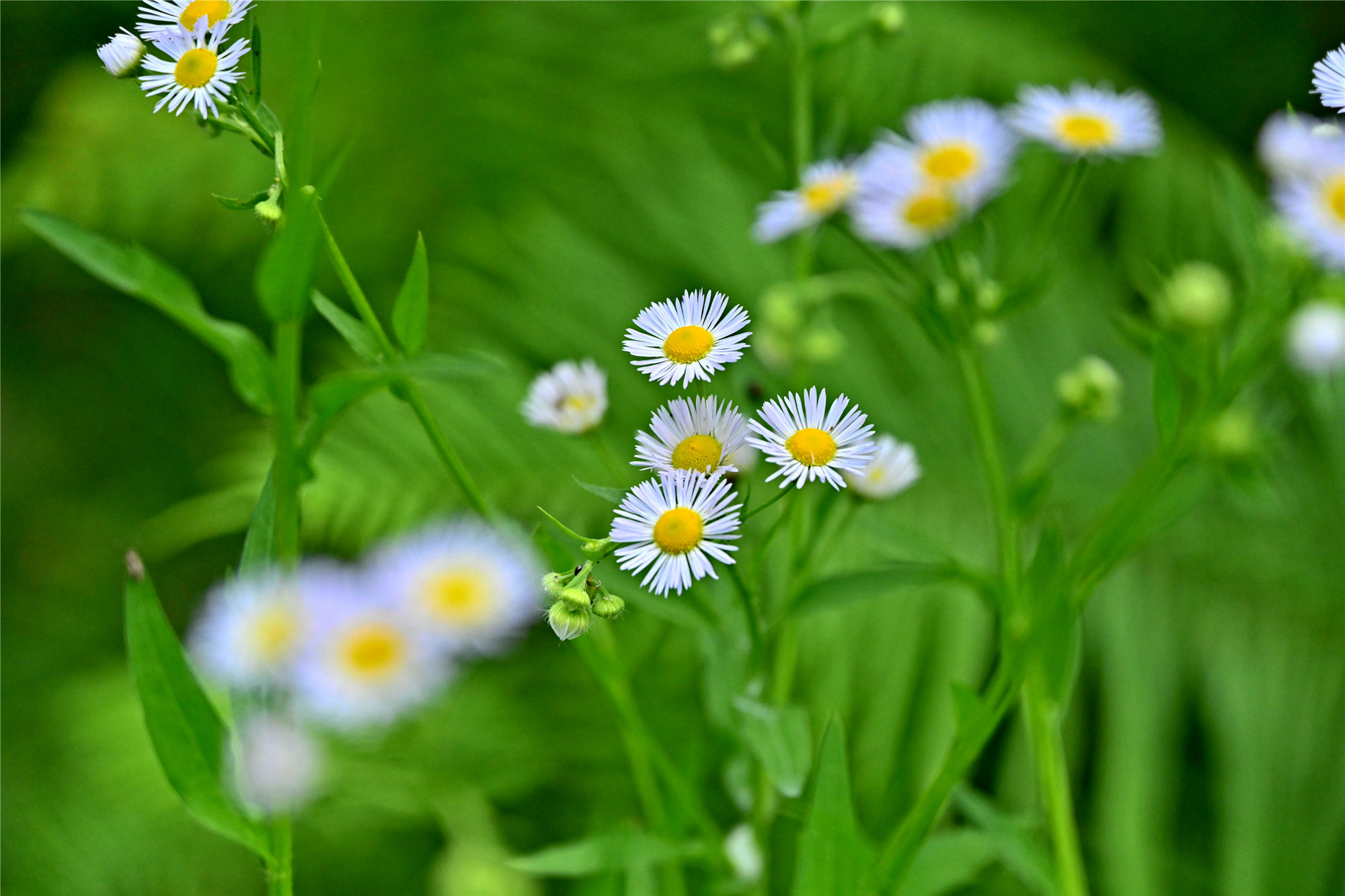 DSC_1454_副本_副本.jpg