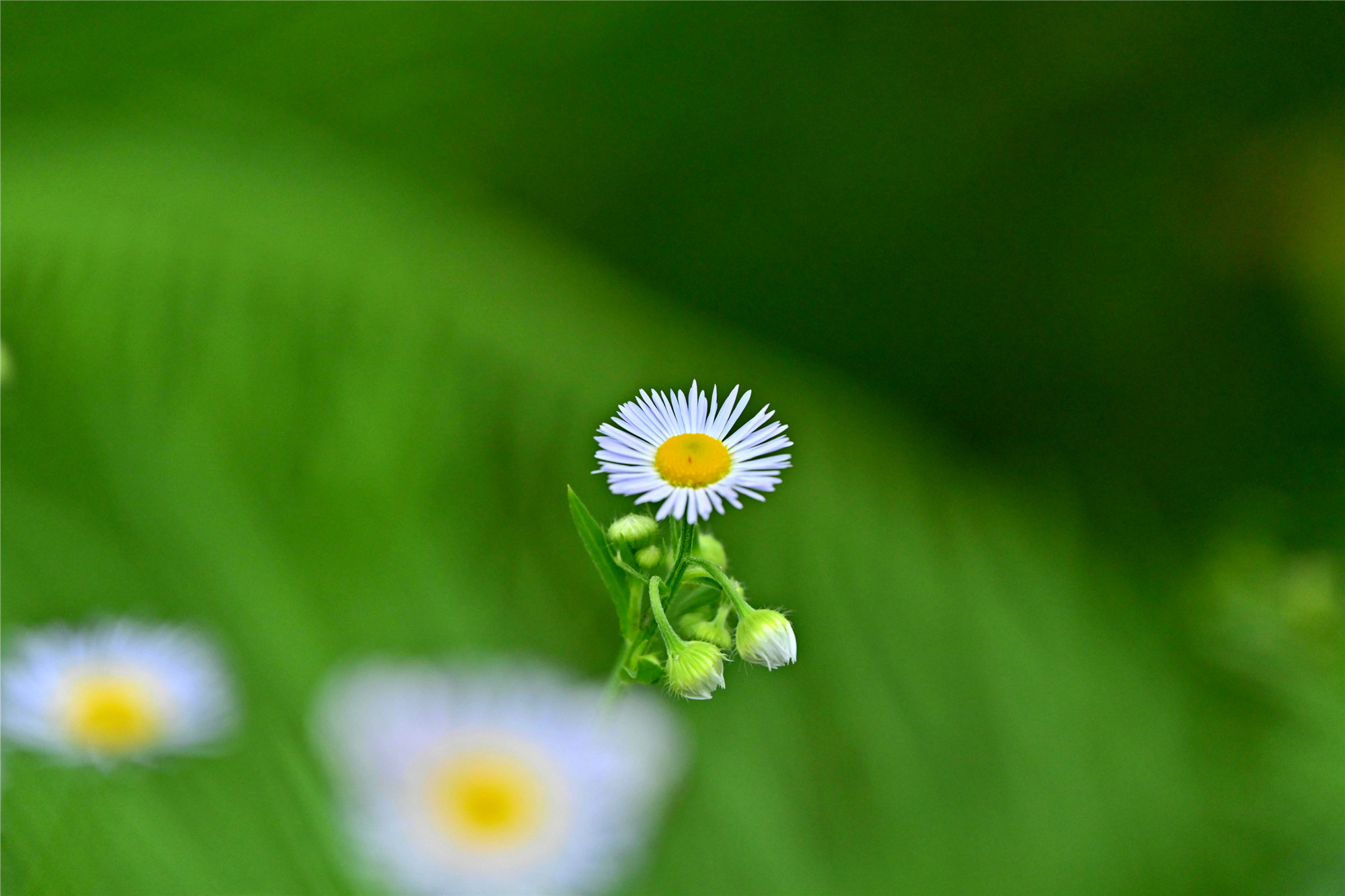 DSC_1455_副本_副本.jpg