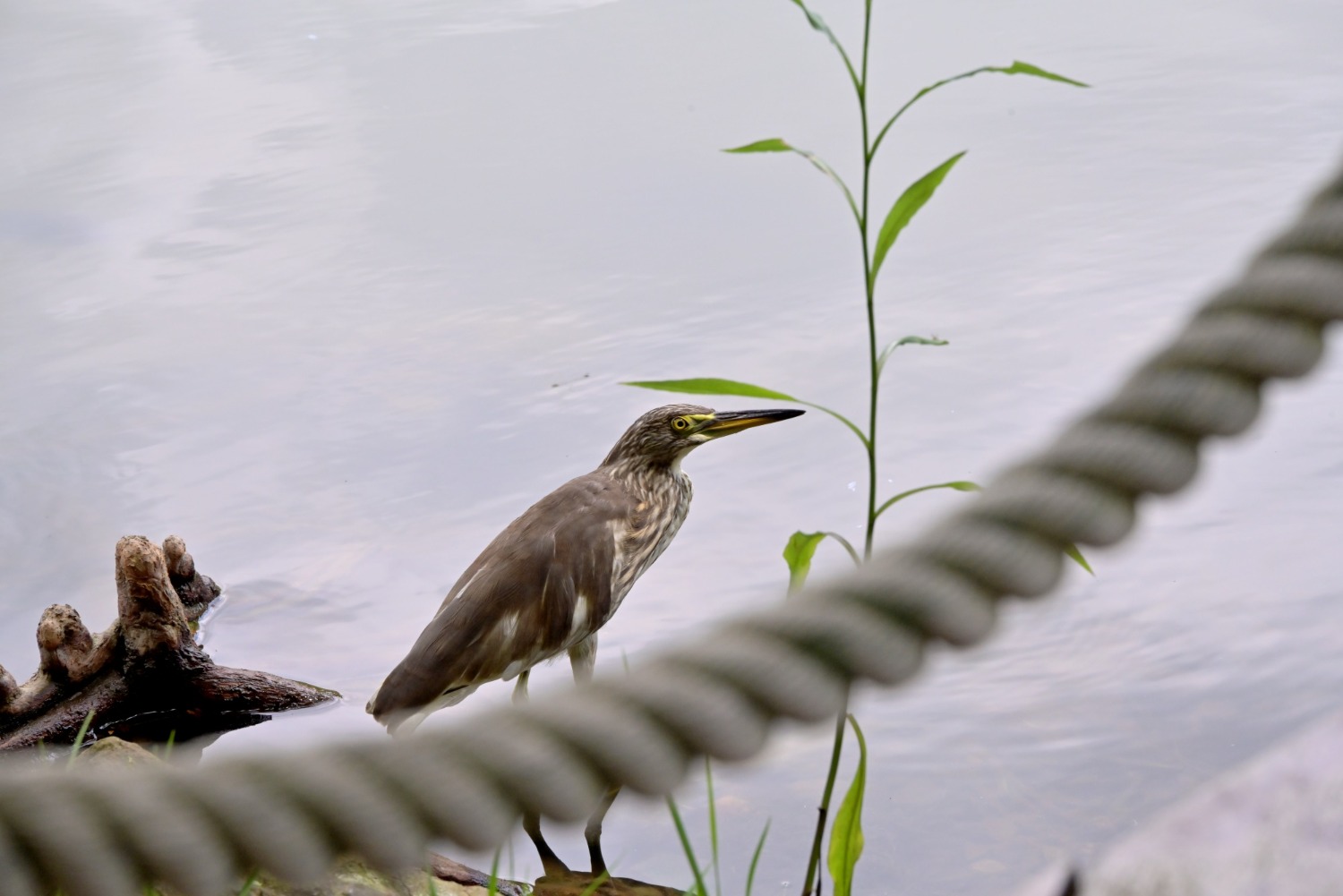 DSC_2487_o,.jpg