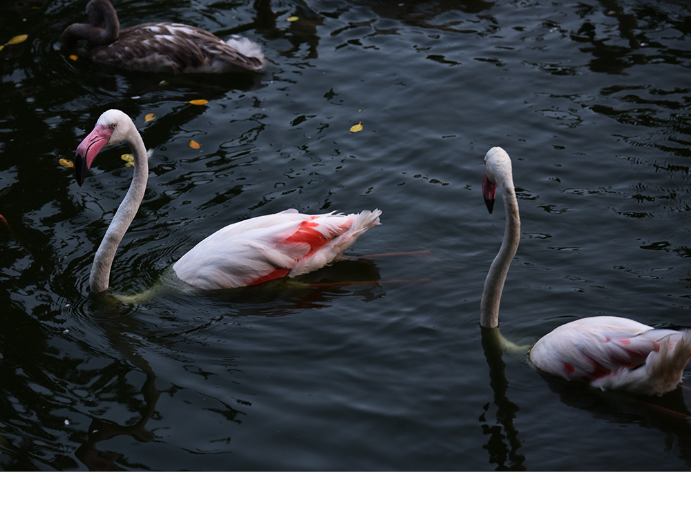 DSC_3459.JPG