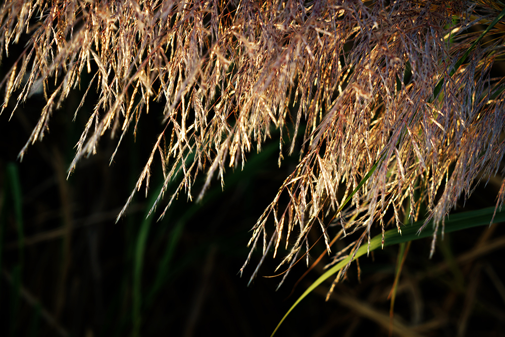 DSC07898.jpg
