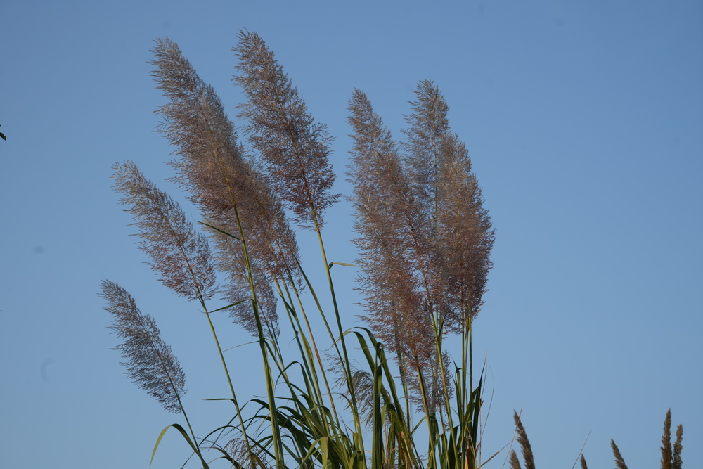 DSC07890.JPG