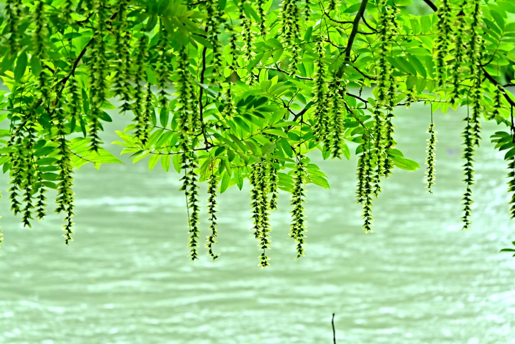 DSC_1345_副本.jpg