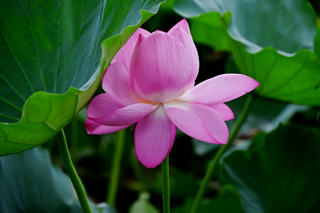 DSC_1900_副本.jpg