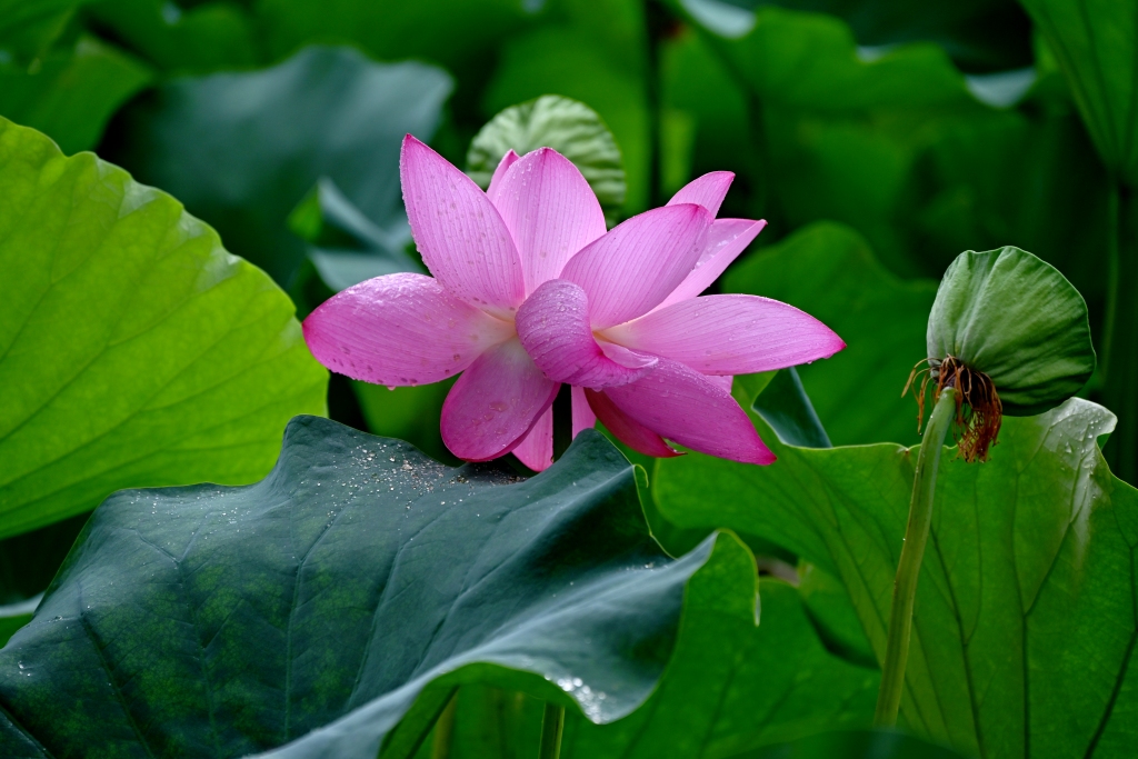 DSC_1901_副本.jpg